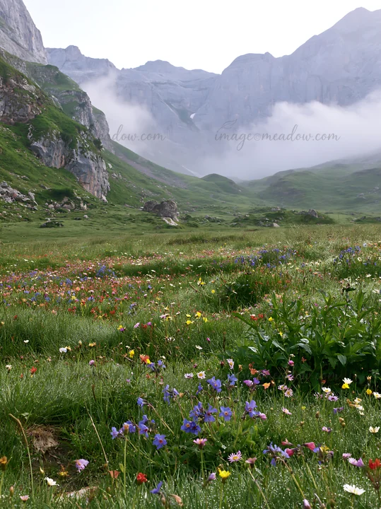 Morning dew rests on a colorful meadow filled with wildflowers. Mountains loom in the background, partially shrouded in mist. This scene captures nature's beaut