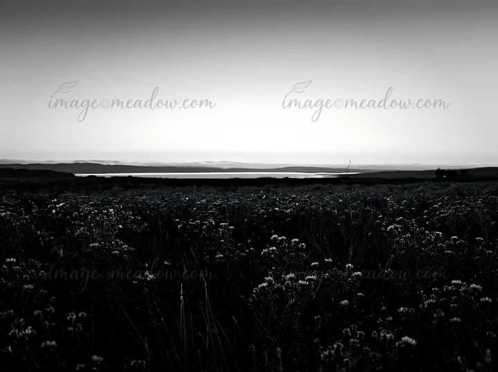 A meadow filled with knapweed stretches across the landscape as the sun sets in the background. The silhouette of the horizon can be seen against the fading lig