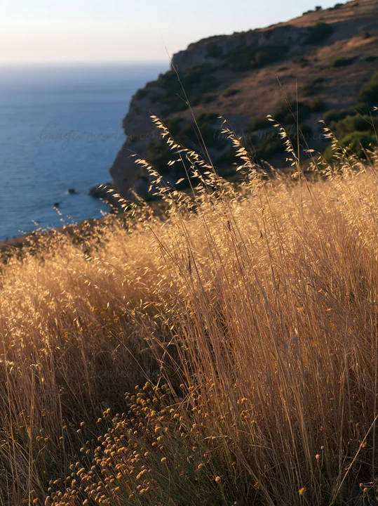 Golden seedheads sway in a meadow overlooking a rocky coastline. The sun sets in the background, casting warm light over the grass and the ocean. Nearby cliffs