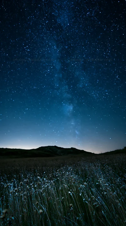 A vast meadow filled with seedheads stretches out under a clear night sky. Stars twinkle brightly, creating a scenic view of nature at nighttime.