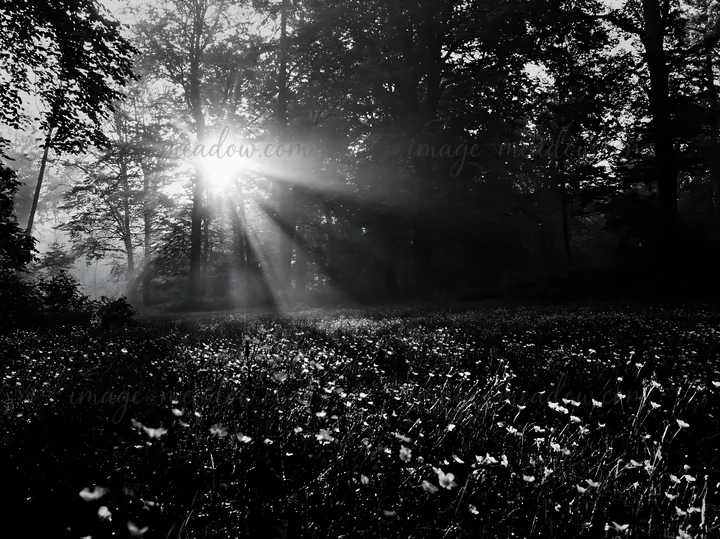 A meadow in a misty forest features yellow flowers and sunlight streaming through the trees. The scene captures early morning light in a natural setting. Presen