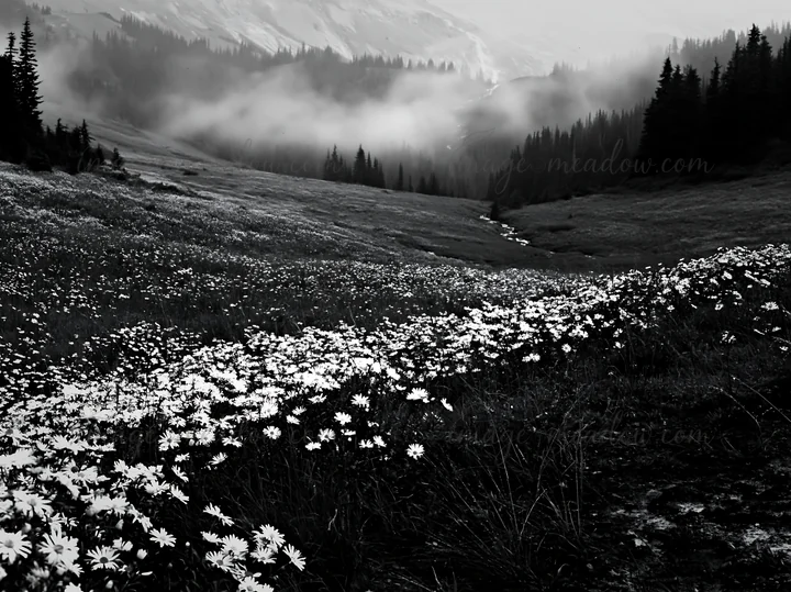 A meadow filled with wildflowers is set against a misty mountain backdrop. A waterfall can be seen in the distance, adding to the natural beauty of the scene. T