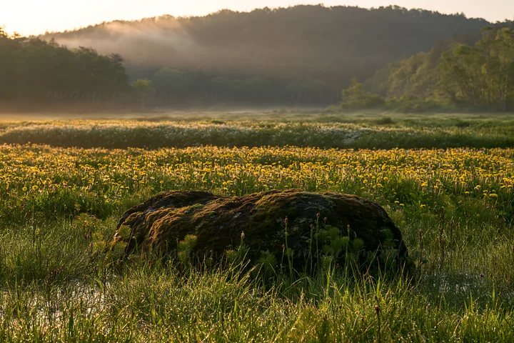 The scene shows a moss-covered stone in a meadow during morning light, surrounded by grass and yellow flowers. Mist lies low over the fields, with hills in the