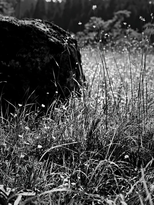 The scene shows a mossy stone surrounded by green grass and small flowers in a meadow. Soft light filters through the trees in the background, creating a natura