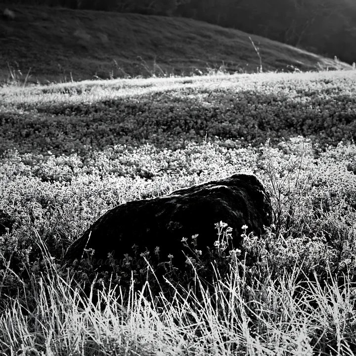 A mossy stone sits in a meadow filled with small blue flowers and frosty grass. The scene captures the spring recovery of nature in Miyagi during early morning