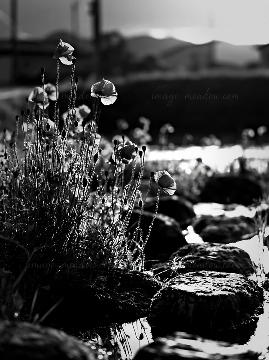 Miyagi spring features mossy stones surrounded by vibrant poppy flowers along a waterway during sunset. The setting captures the natural beauty of the meadow. P