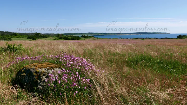 A mossy stone sits in a field adorned with blooming flowers. The landscape features tall grass and a distant view of the water under clear skies.