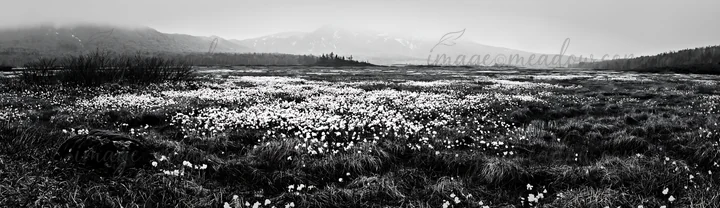 The scene shows a vast meadow covered with white flowers under a cloudy sky. A mossy stone is present among lush greenery, depicting a natural recovery environm