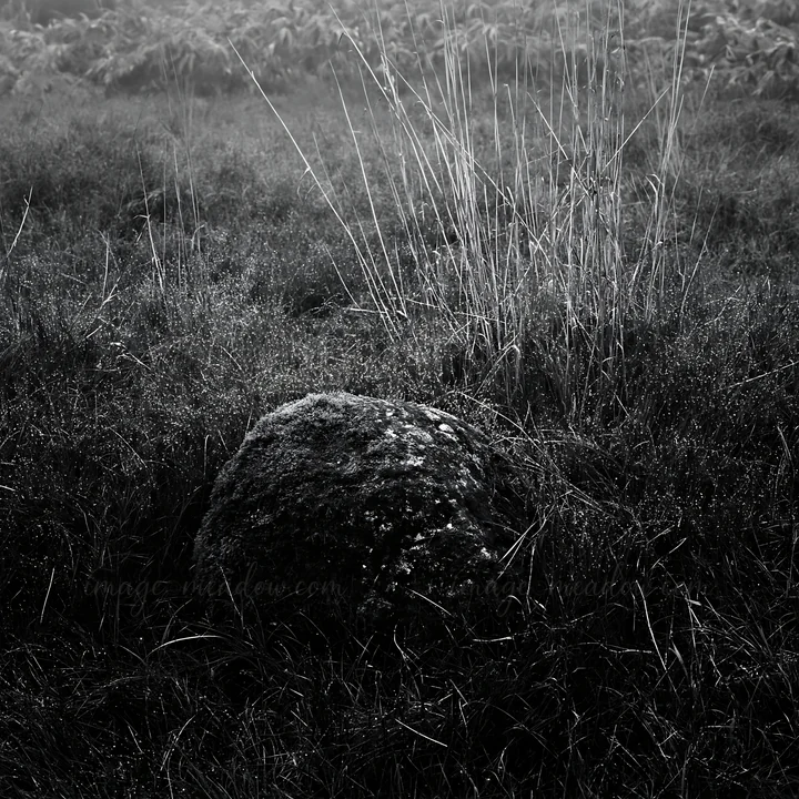 A mossy stone is located in a grassy field surrounded by taller grass. The area appears damp and the lighting suggests early morning or late day. Presented as a