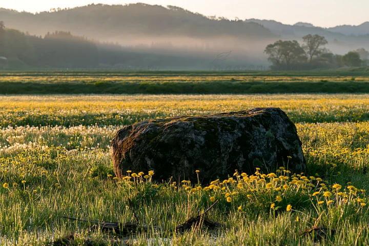 A mossy stone sits in a meadow filled with yellow flowers and green grass in Miyagi. The sun rises behind distant hills, creating a warm morning atmosphere.