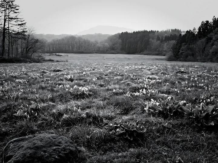 The scene features a lush meadow in Miyagi with green grass and mossy stones. Surrounding mountains are visible in the background, creating a serene atmosphere.