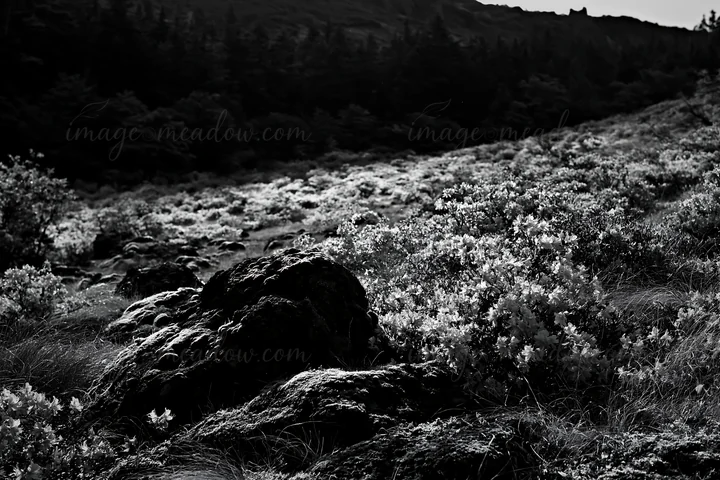 The scene shows a meadow in Miyagi with mossy stones and vibrant flowers. The landscape is filled with greenery and a colorful display of nature. Presented as a