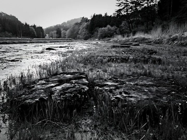 Boulders covered with moss are found in a wet meadow surrounded by green grass and trees in Miyagi. The scene captures a quiet recovery area showing seasonal ch
