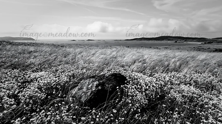 A mossy stone sits in a meadow filled with pink flowers, overlooking the sea. The view includes hills and clouds under a clear blue sky in Miyagi. Presented as