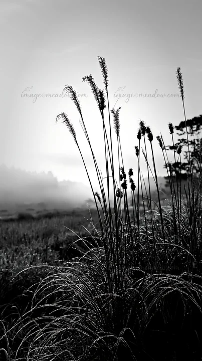Dew covered sedges rise in a meadow at sunrise in Miyazaki. The morning light creates a soft glow on the grass and the mist adds depth to the scenery. Presented