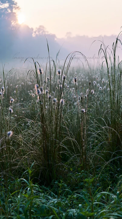 Sedges covered in dew stand tall in a meadow during sunrise in Miyazaki. The morning sunlight creates a gentle glow over the landscape filled with grass and sof