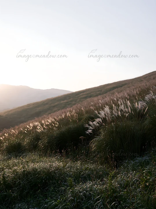 Sunrise light covers a meadow in Miyazaki. Dew shines on the sedges, creating a wet look on the grass. The hills rise softly in the background, capturing the es