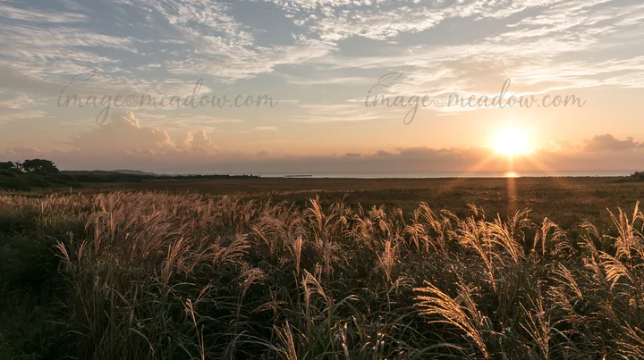 The sun rises over a meadow in Miyazaki, highlighting dew-covered sedges in the grass. The sky is filled with clouds reflecting warm colors of early morning lig