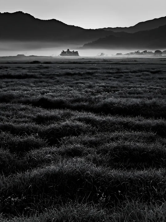 Morning light breaks over the Miyazaki meadow. Dewy sedges cover the ground as mist lingers in the distance, revealing shadowy hills and a distant structure. Th