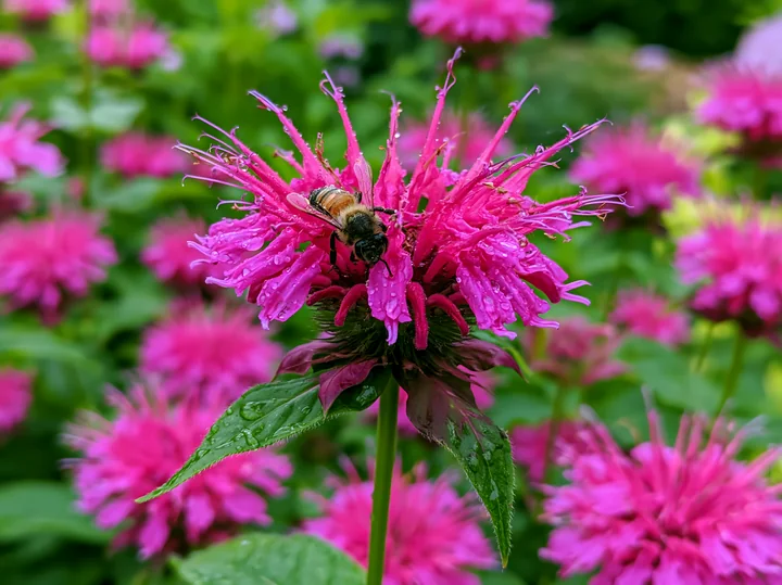 Monarda flowers attract pollinators in a garden, displaying bright pink blooms.