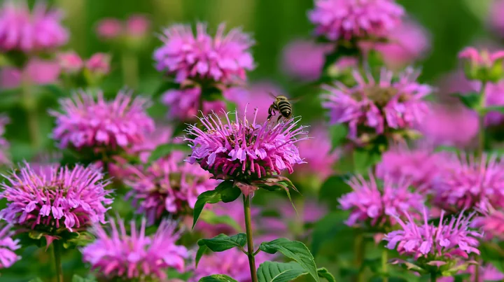 Monarda flowers with pollinators are blooming in a lush garden.