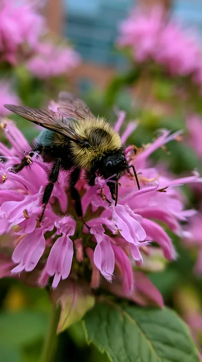 Monarda flowers with pollinators show a bee on the pink petals in a garden.