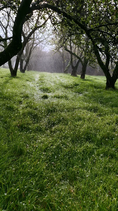 Rain falls softly in an orchard meadow, creating a lush green scene. The bright grass glistens with droplets as trees stand in the distance, shrouded by mist. T