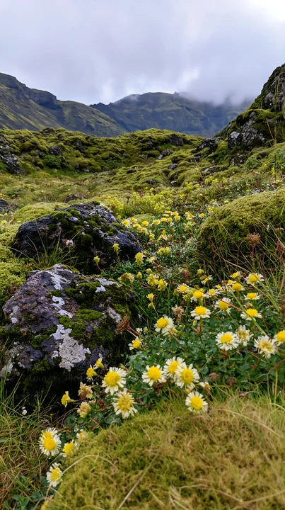 In a meadow filled with mossy boulders, yellow flowers grow among the lush green grass. The background shows a mountainous landscape under a cloudy sky.
