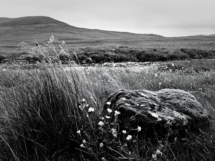 A moss-covered boulder sits among grass and wildflowers in a meadow. The scene features a river in the background, with rolling hills under a gray sky. This cap