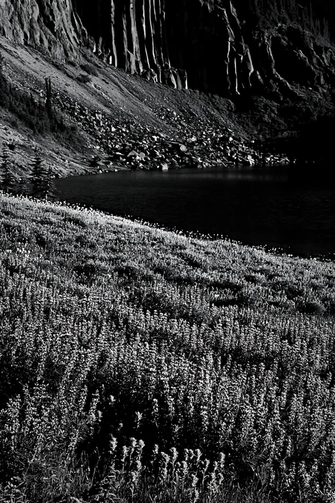 A meadow filled with blooming lupine flowers is located by a lake, with the rugged mountain landscape in the background. The scene is captured in a monochrome s