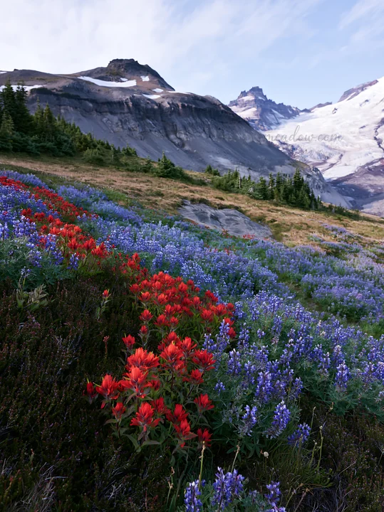 The scene shows bright paintbrush flowers among lush purple lupine in a mountain meadow. Snow-capped peaks rise in the background, typical of Mount Rainier in s