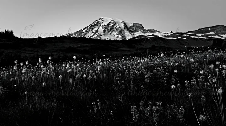 Mount Rainier stands tall in the background. A meadow filled with paintbrush and lupine flowers is visible in the foreground. This scene captures the natural be