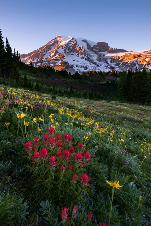 Wildflowers bloom in a meadow near Mount Rainier at sunrise. The mountain stands tall in the background, surrounded by green trees. The sky shows warm colors as
