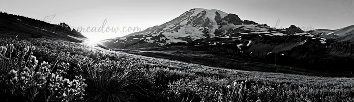 Mount Rainier stands tall as sunlight breaks over the horizon. Wildflowers fill the meadow in the foreground, capturing the early morning light. The scene shows