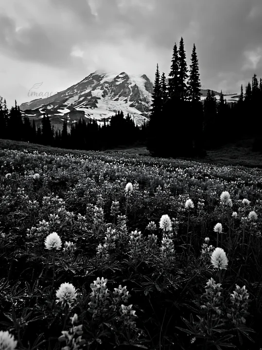 A wildflower meadow filled with white blossoms is visible at Mount Rainier during sunrise. Dark trees surround the meadow, and rugged mountain peaks rise in the