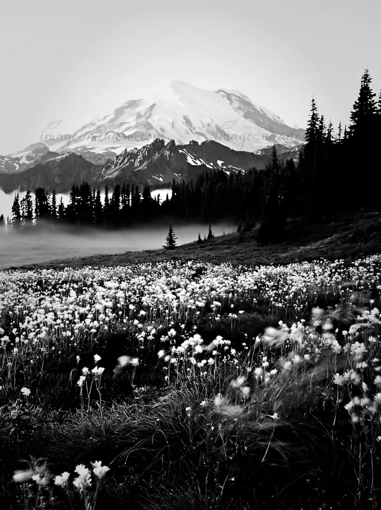 A field of wildflowers stretches in front of Mount Rainier at sunrise. The mountain looms in the background with fog hovering above the ground. Tall trees provi