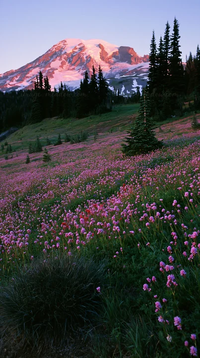 A meadow filled with wildflowers in various shades of pink under a rising sun. Mount Rainier looms in the background as the first light of day touches the lands