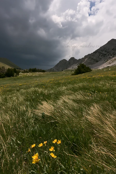 A meadow located in a mountain pass features grass and yellow flowers under a cloudy sky. The location shows rugged mountains in the distance, suggesting a natu