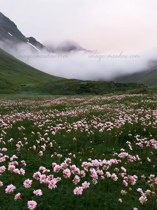 A meadow sits in a mountain pass with pink flowers blooming across the ground. Mist rises from the valley, covering the mountains in the background at sunset.