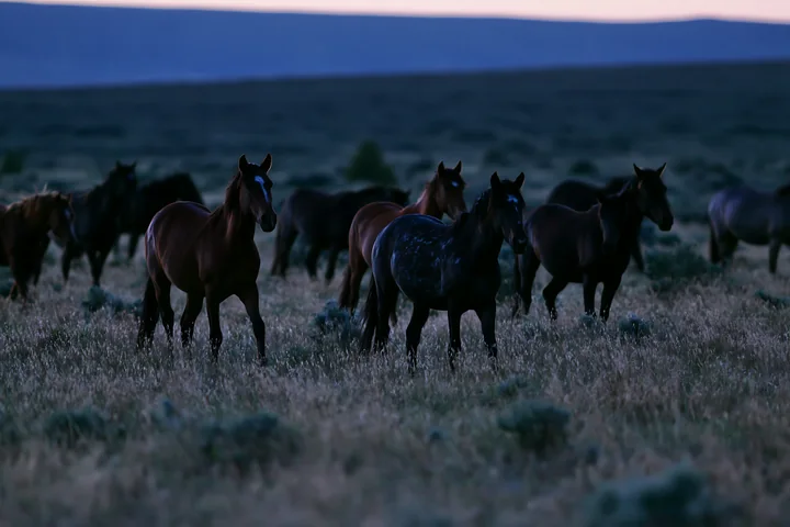 Mustangs crossing a moonlit prairie are moving through tall grass under a darkening sky.