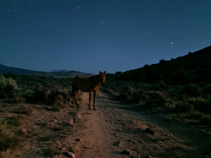 Mustangs graze in a desert area under a starlit sky.