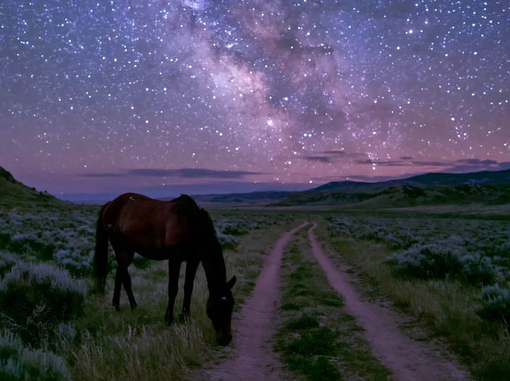 Mustangs graze in a grassy field under a starry night sky.