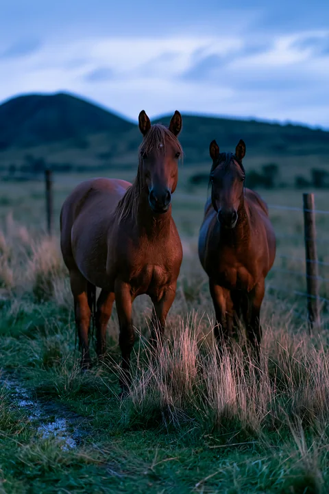 Mustangs roaming across a nighttime grassland landscape with tall grass and gentle hills in the background.