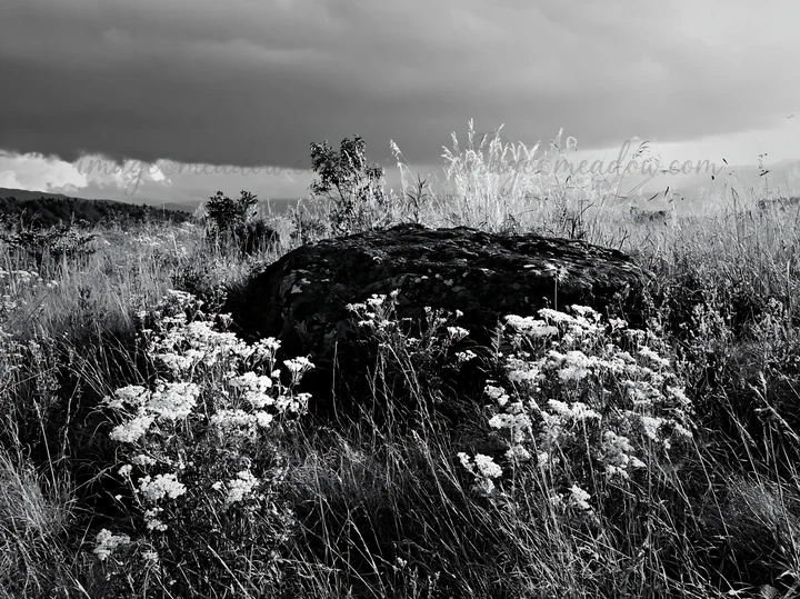 A boulder sits in a meadow in Nagano, surrounded by dry grasses and blooming wildflowers under a cloudy sky. The landscape shows signs of drought conditions. Pr
