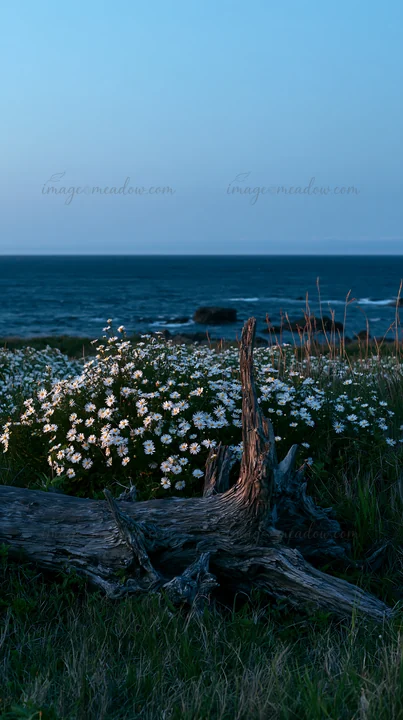 Driftwood lies in the foreground of a coastal meadow in Nagasaki. The sea is visible in the background with white flowers blooming. The scene captures the natur