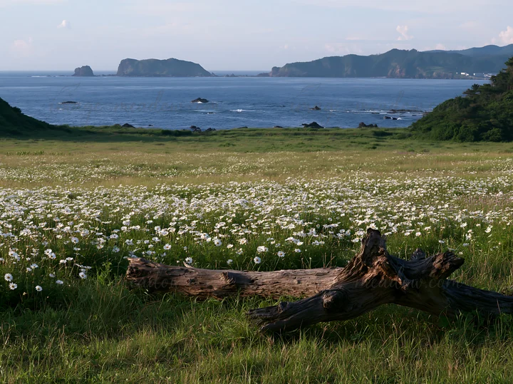 A piece of driftwood is in the foreground of a coastal meadow filled with white flowers. The view shows the ocean and distant islands under a clear sky in Nagas