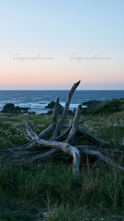 Driftwood rests in a coastal meadow in Nagasaki, Japan. The scene shows the grass and flowers under a colorful sky as the sun sets over the ocean, creating a se