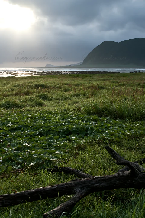 A coastal meadow in Nagasaki features driftwood in the foreground while waves crash against the shore. The sky has a dramatic atmosphere with clouds and sunligh