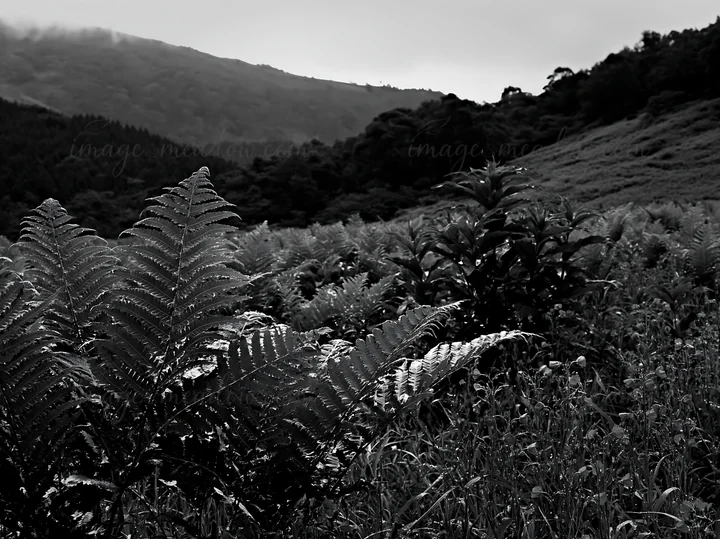 A summer meadow in Nara features lush ferns in the foreground along with scattered blue flowers. Gentle hills with trees are visible in the background under clo