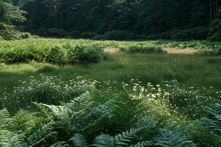 A meadow in Nara features lush ferns in the foreground and tall grass in the background. The scene is illuminated by natural sunlight filtering through trees.